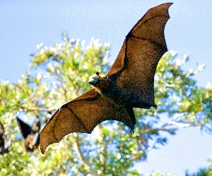 Beneficial Bats